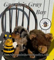 Gracie’s Gray Boy, a male Bernedoodle for sale in Brighton, CO – Photo 2 of 10