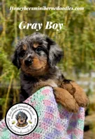 Gracie’s Gray Boy, a male Bernedoodle for sale in Brighton, CO – Photo 3 of 10