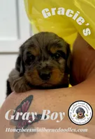 Gracie’s Gray Boy, a male Bernedoodle for sale in Brighton, CO – Photo 6 of 10