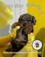 Gracie’s Gray Boy, a male Bernedoodle for sale in Brighton, CO – Photo 5 of 10