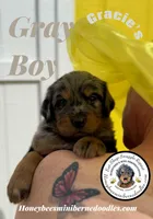 Gracie’s Gray Boy, a male Bernedoodle for sale in Brighton, CO – Photo 7 of 10