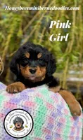 Gracie’s Pink Girl , a female Miniature Bernedoodle for sale in Brighton, CO – Photo 2 of 10