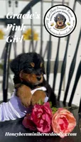 Gracie’s Pink Girl , a female Miniature Bernedoodle for sale in Brighton, CO – Photo 6 of 10