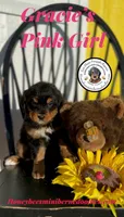 Gracie’s Pink Girl , a female Miniature Bernedoodle for sale in Brighton, CO – Photo 9 of 10