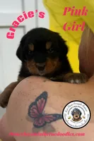 Gracie’s Pink Girl , a female Miniature Bernedoodle for sale in Brighton, CO – Photo 2 of 8