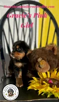 Gracie’s Pink Girl , a female Miniature Bernedoodle for sale in Brighton, CO – Photo 10 of 10