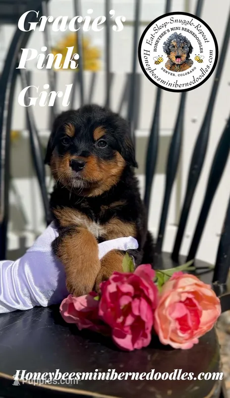 Gracie’s Pink Girl  – Miniature Bernedoodle puppy for sale in Brighton, CO