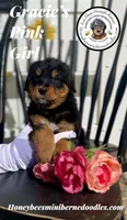 Gracie’s Pink Girl , a female Miniature Bernedoodle for sale in Brighton, CO – Photo 5 of 10