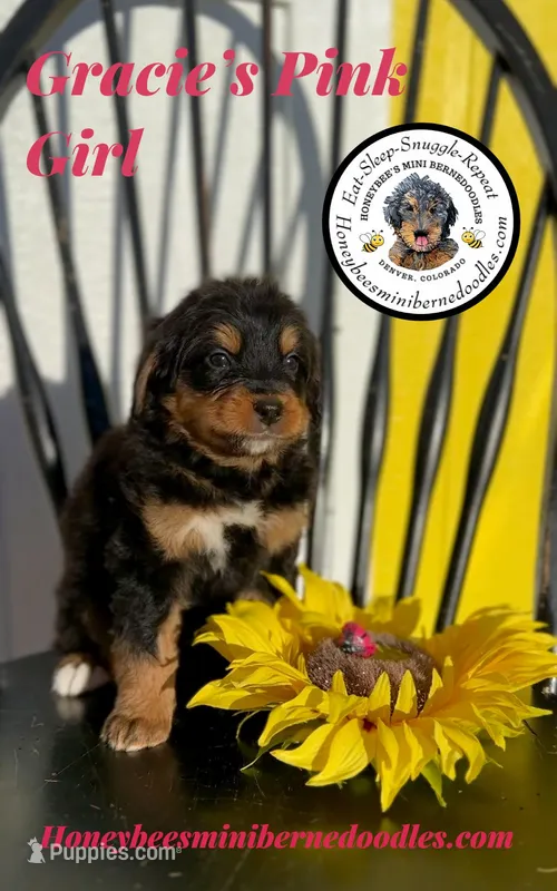 Gracie’s Pink Girl  – Miniature Bernedoodle puppy for sale in Brighton, CO