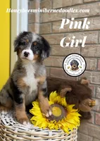 Pink Girl (Aela’s), a female Bernedoodle for sale in Brighton, CO – 8 of 10