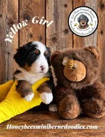 Juni’s Yellow Girl, a female Miniature Bernedoodle for sale in Brighton, CO – 2 of 9