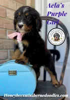 Aela’s Purple Girl , a female Miniature Bernedoodle for sale in Brighton, CO – 5 of 10