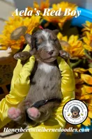 Aela’s Pink Girl , a female Miniature Bernedoodle for sale in Brighton, CO – 4 of 6