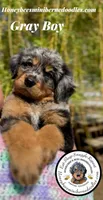 Gracie’s Gray Boy, a male Miniature Bernedoodle for sale in Brighton, CO – Photo 1 of 10