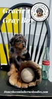 Gracie’s Gray Boy, a male Miniature Bernedoodle for sale in Brighton, CO – Photo 6 of 10