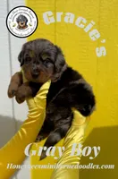 Gracie’s Gray Boy, a male Miniature Bernedoodle for sale in Brighton, CO – Photo 6 of 10
