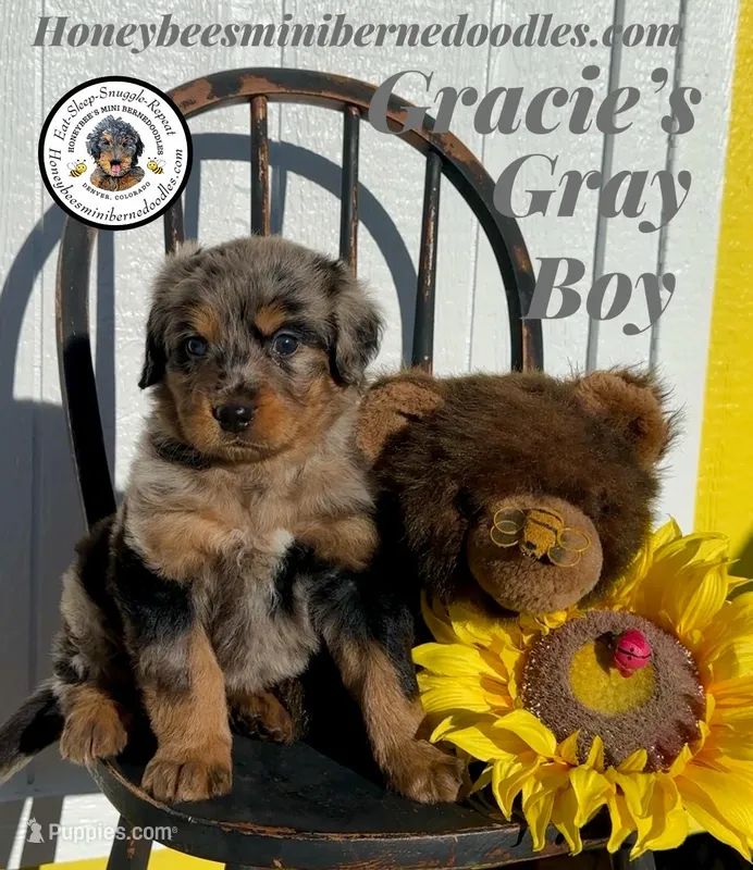 Gracie’s Gray Boy – Miniature Bernedoodle puppy for sale in Brighton, CO