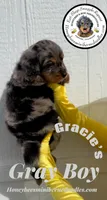 Gracie’s Gray Boy, a male Miniature Bernedoodle for sale in Brighton, CO – Photo 4 of 10