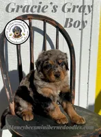 Gracie’s Gray Boy, a male Miniature Bernedoodle for sale in Brighton, CO – Photo 10 of 10