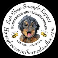 Gracie’s Gray Boy, a male Miniature Bernedoodle for sale in Brighton, CO – Photo 8 of 10
