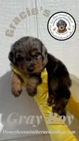 Gracie’s Gray Boy, a male Miniature Bernedoodle for sale in Brighton, CO – Photo 5 of 10