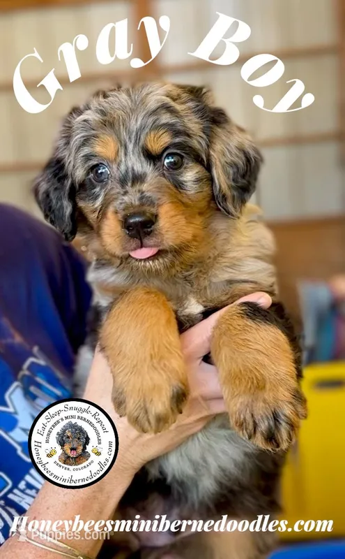Gracie’s Gray Boy – Miniature Bernedoodle puppy for sale in Brighton, CO