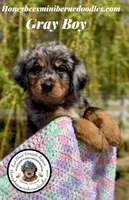 Gracie’s Gray Boy, a male Miniature Bernedoodle for sale in Brighton, CO – Photo 4 of 10