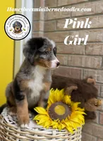 Pink Girl (Aela’s), a female Bernedoodle for sale in Brighton, CO – 9 of 10