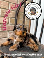 Magenta Girl (Willow’s), a female Bernedoodle for sale in Brighton, CO – 2 of 6