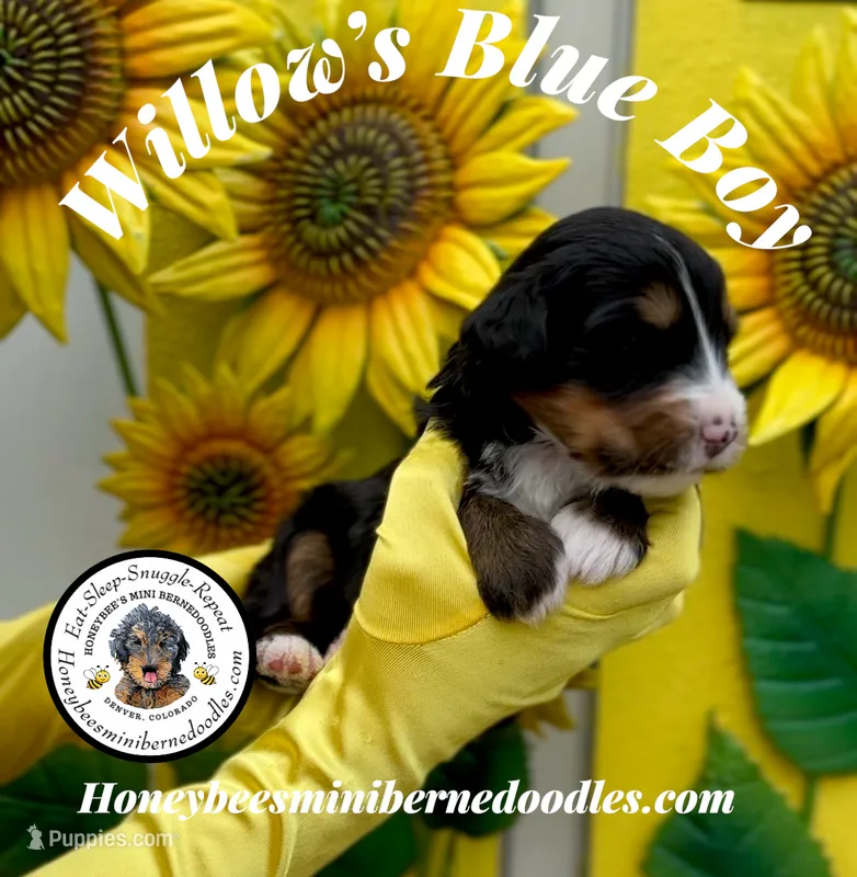 Willow’s Blue Boy  – Miniature Bernedoodle puppy for sale in Brighton, CO