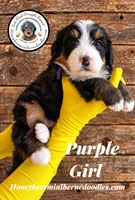 Juni’s Purple Girl , a female Miniature Bernedoodle for sale in Brighton, CO – 4 of 9