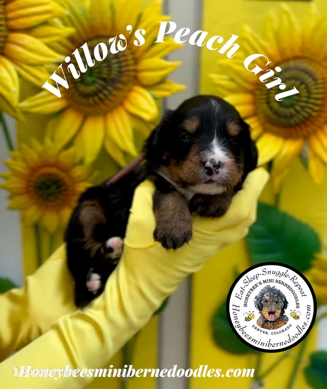 Willow’s Peach Girl  – Miniature Bernedoodle puppy for sale in Brighton, CO