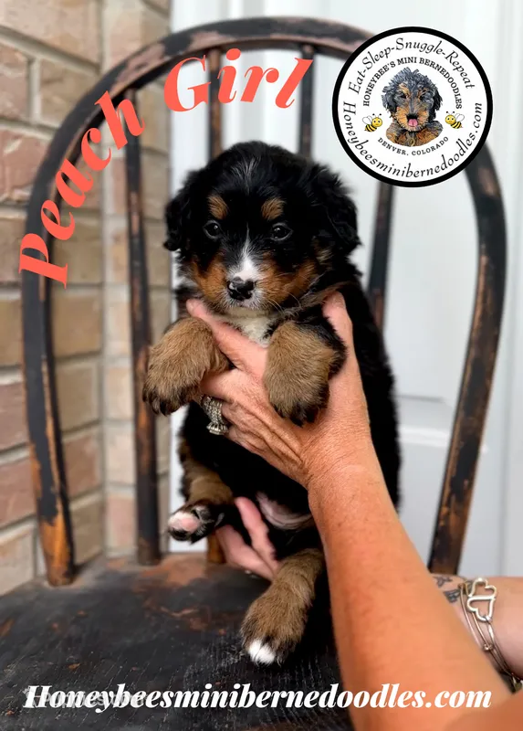 Willow’s Peach Girl  – Miniature Bernedoodle puppy on hold in Brighton, CO