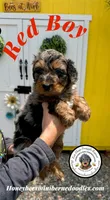 Red Boy (Willow’s), a male Bernedoodle for sale in Brighton, CO – 8 of 8