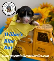 Willow’s Blue Boy , a male Miniature Bernedoodle for sale in Brighton, CO – 2 of 5