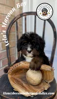 Aela’s Maroon Boy, a male Miniature Bernedoodle for sale in Brighton, CO – 7 of 10
