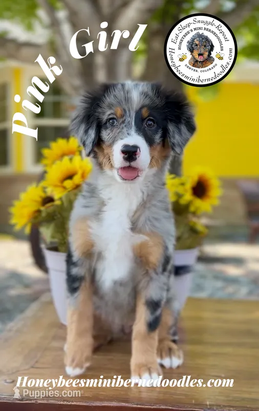 Pink Girl (Aela’s) – Bernedoodle puppy for sale in Brighton, CO