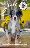 Pink Girl (Aela’s), a female Bernedoodle for sale in Brighton, CO – 1 of 10