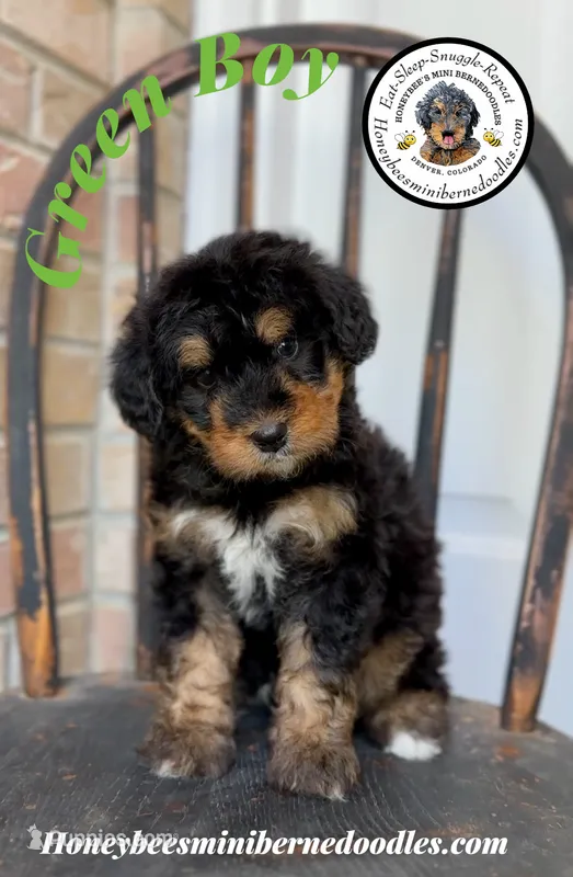 Willow’s Green Boy  – Miniature Bernedoodle puppy for sale in Brighton, CO