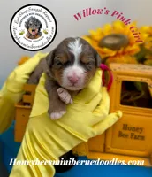 Willow’s Pink Girl , a female Miniature Bernedoodle for sale in Brighton, CO – 1 of 6