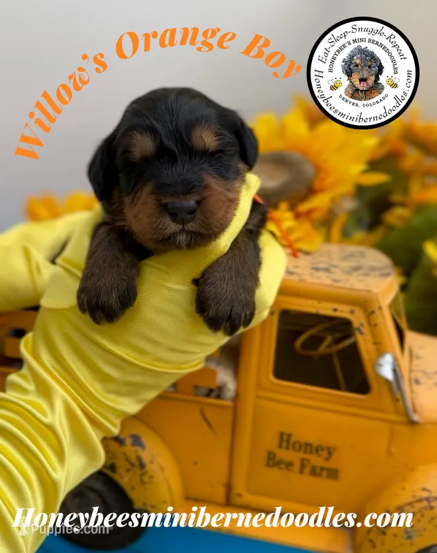 Willow’s Orange Boy – Miniature Bernedoodle puppy for sale in Brighton, CO