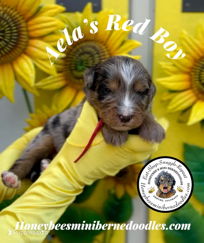 Aela’s Red Boy – Miniature Bernedoodle puppy for sale in Brighton, CO