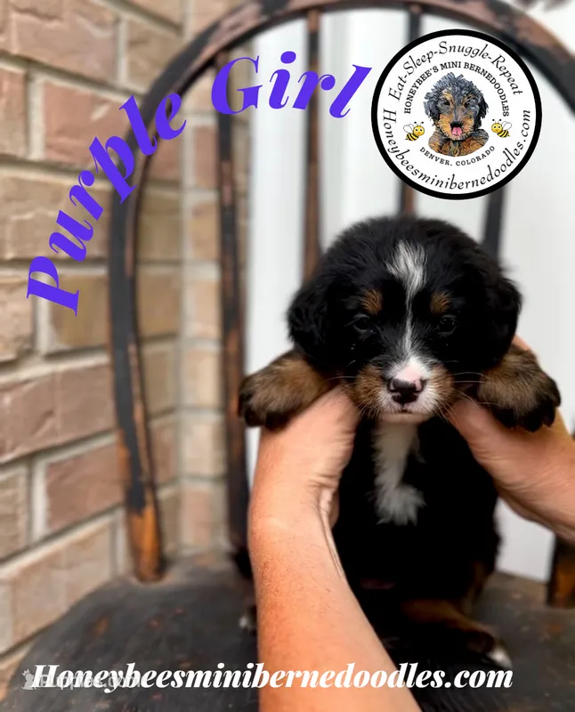Aela’s Purple Girl  – Miniature Bernedoodle puppy for sale in Brighton, CO