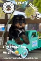 Aela’s Blue Boy, a male Miniature Bernedoodle for sale in Brighton, CO – 1 of 10