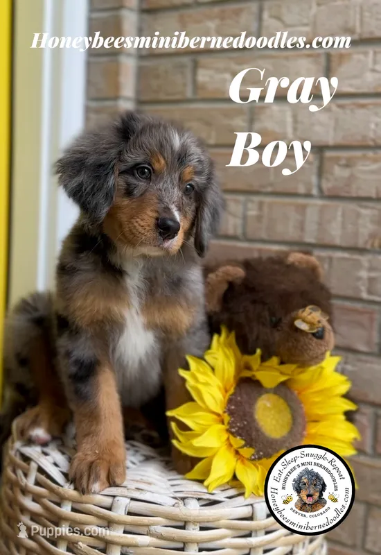 Aela’s Gray Boy – Miniature Bernedoodle puppy for sale in Brighton, CO