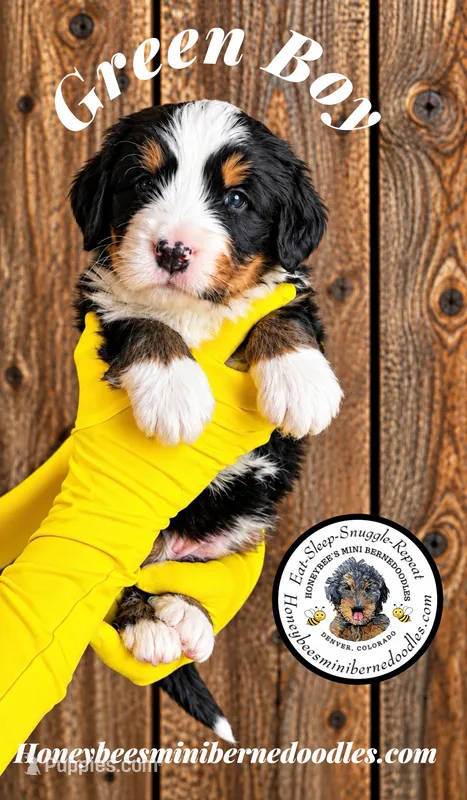 Juni’s Green Boy , a male Miniature Bernedoodle for sale in Brighton, CO – 1 of 10