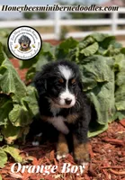 Orange Boy (Aela’s), a male Bernedoodle for sale in Brighton, CO – 9 of 10
