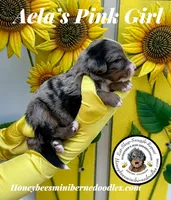 Pink Girl (Aela’s), a female Bernedoodle for sale in Brighton, CO – 8 of 9
