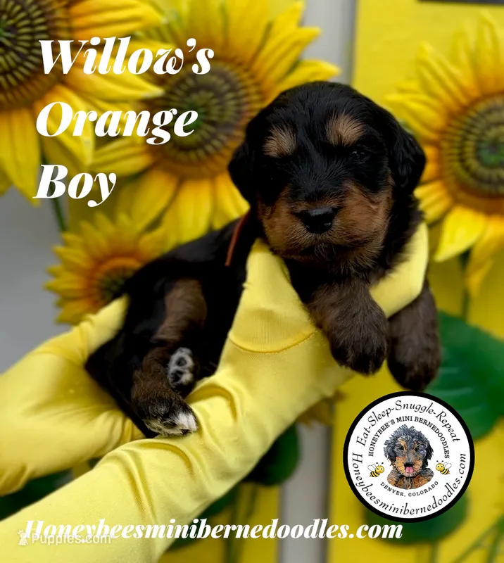 Willow’s Orange Boy – Miniature Bernedoodle puppy for sale in Brighton, CO