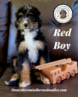 Gracie’s Tricolor Red Boy, a male Miniature Bernedoodle for sale in Brighton, CO – 2 of 10